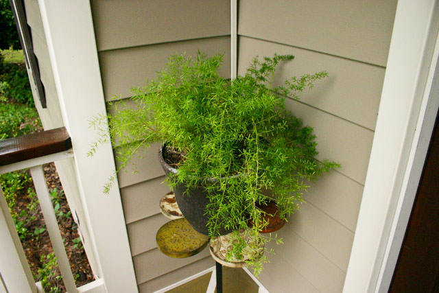 asparagus fern