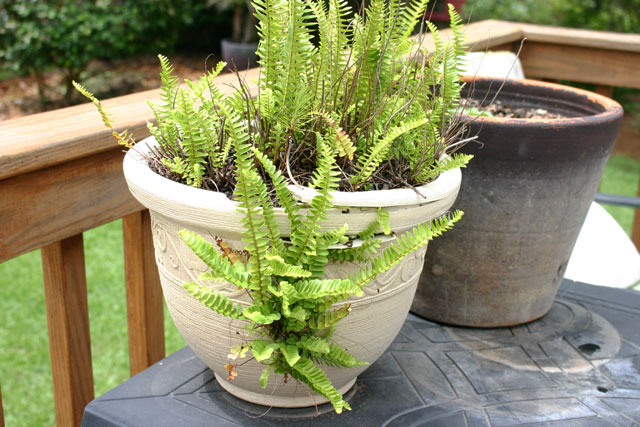 fern growing out of side of plastic pot