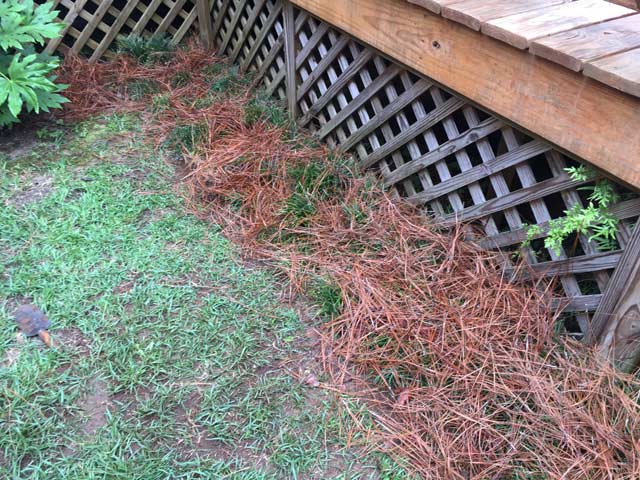 long leaf pine straw covering monkey grass after transplant