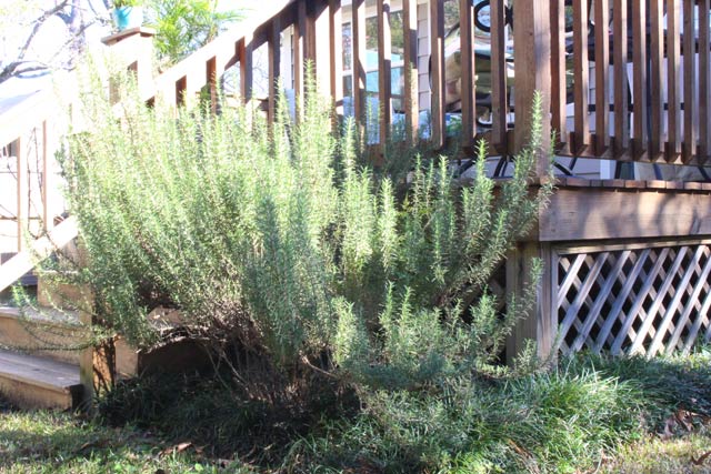 Rosemary Next to Deck Stairs