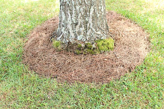 Base of Ginkgo Tree with Tree Ring and Pine Straw