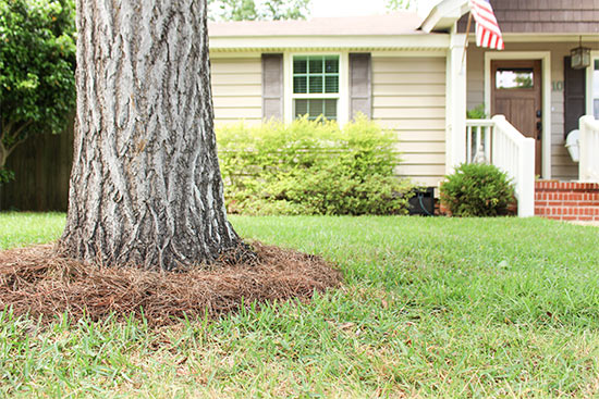 Front of Vinyl House with Tree Ring of Pine Straw Around Ginkgo