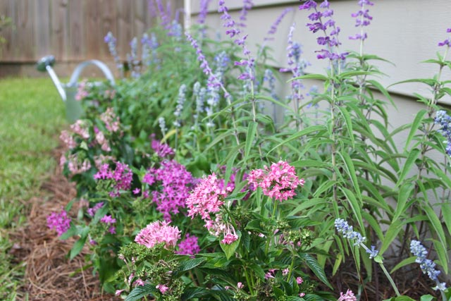 pink pent, purple pent, blue salvia flower bed