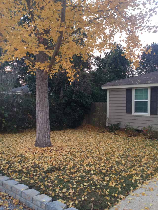 yellow leaves from gingko tree covering green grassy lawn yard