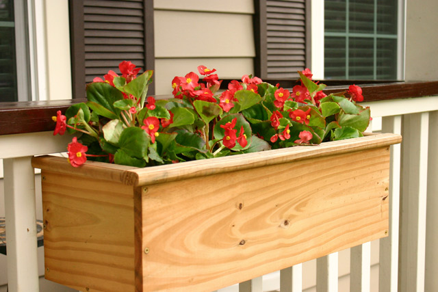 red begonias in window planter box