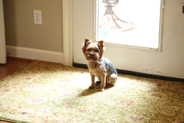 yorkshire terrier sitting in sun ray on rug