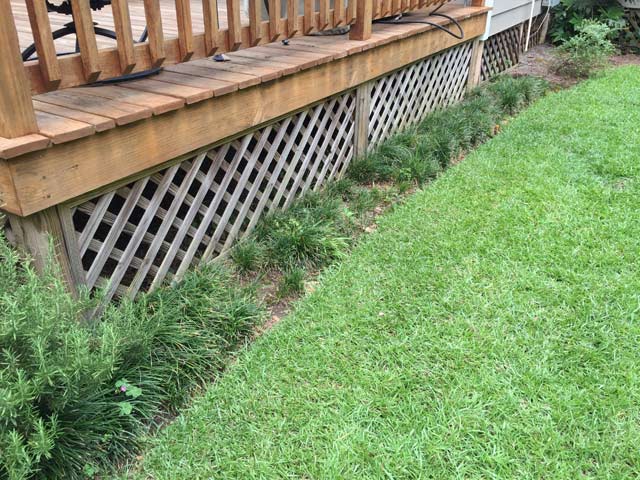 Healthy Monkey Grass Other Side of Deck