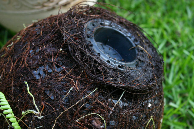 Roots of Fern Grown Around Plastic Pot Liner