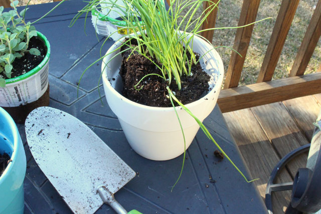 small white ceramic planter pot with onion chives