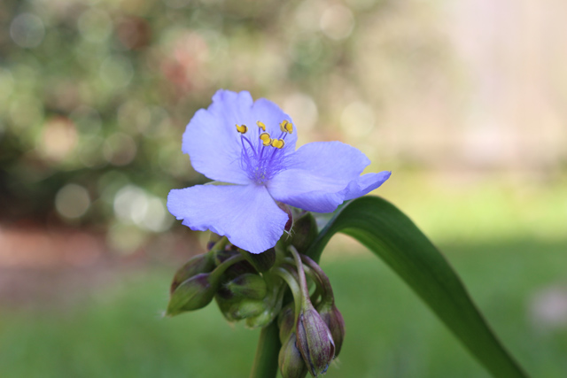 Purple Bloom on Weed in Yard