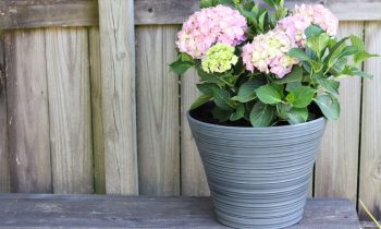 Hydrangea Planted with Self-Watering Insert for Easy Watering