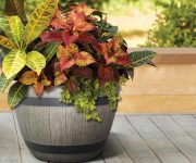 Thrill Fill Spill Plants in Wine Barrel Giveaway