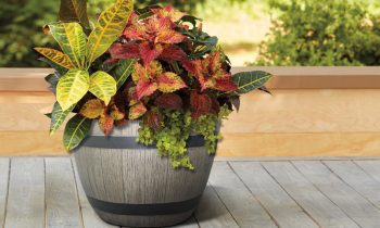 Thrill Fill Spill Plants in Wine Barrel Giveaway