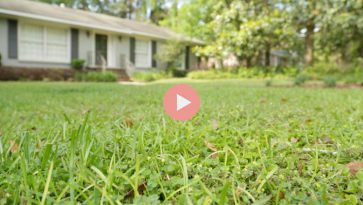 How To Grow Green Grass Video