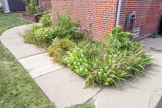 Overgrown Bushes and Plants Overflowing onto Sidewalk